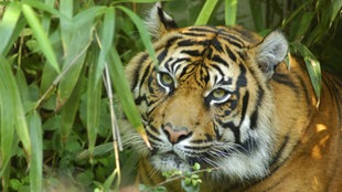 Ein Tiger im Dschungel