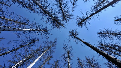 Waldsterben