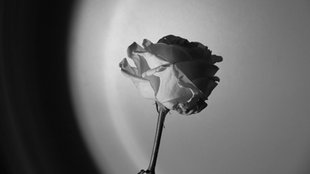 Eine Rose