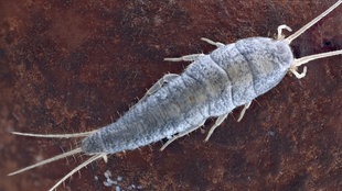 Silberfisch