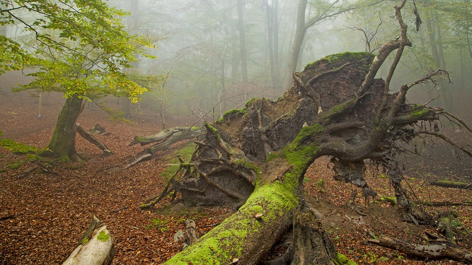 Umgekippter Baum im Nationalpark Kellerwald in Hessen