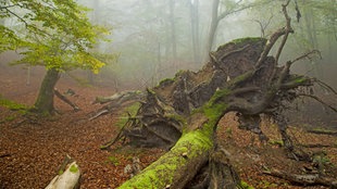 Umgekippter Baum im Nationalpark Kellerwald in Hessen