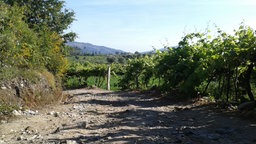 Caminho Portugues: Der Weg führt in Nordportugal durch Weingärten