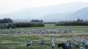 Kraniche im Hula Valley in Israel
