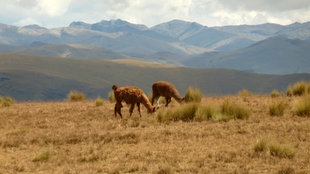 Reisetipp Peru - Lamas in den Bergen von Apurímac