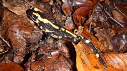 Feuersalamander auf Laub